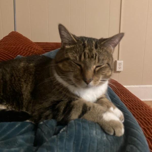 Angel, Adoptable, Adult Male Domestic Short Hair.