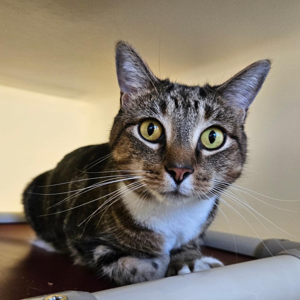 Enlarge Angel, a Adoptable Domestic Short Hair in Harrisonburg, VA image 2/5