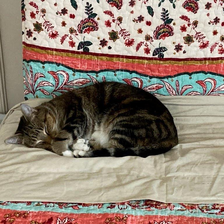 Enlarge Angel, a Adoptable Domestic Short Hair in Harrisonburg, VA image 3/5