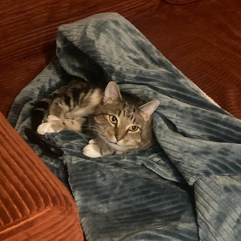 Enlarge Angel, a Adoptable Domestic Short Hair in Harrisonburg, VA image 4/5