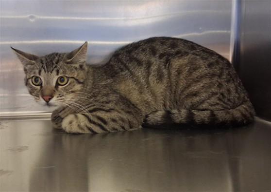 MAX, Adoptable, Adult Male Domestic Short Hair.