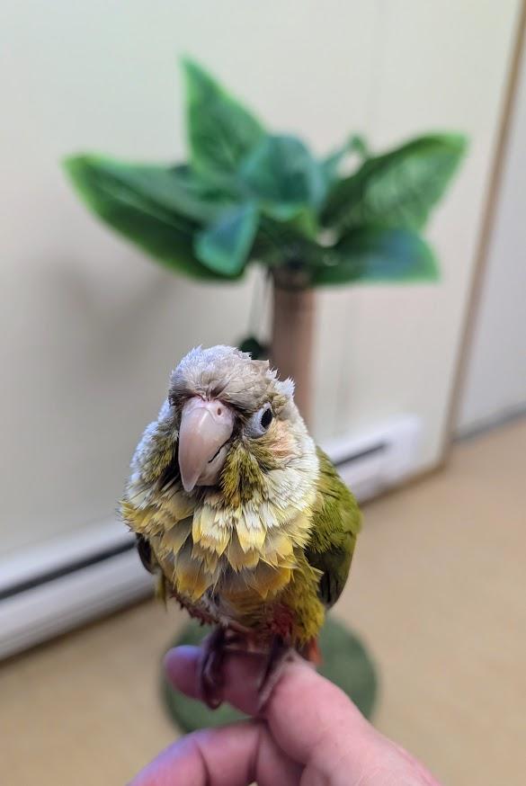 Enlarge Pickles, a Adoptable Conure in Coquitlam, BC image 3/3