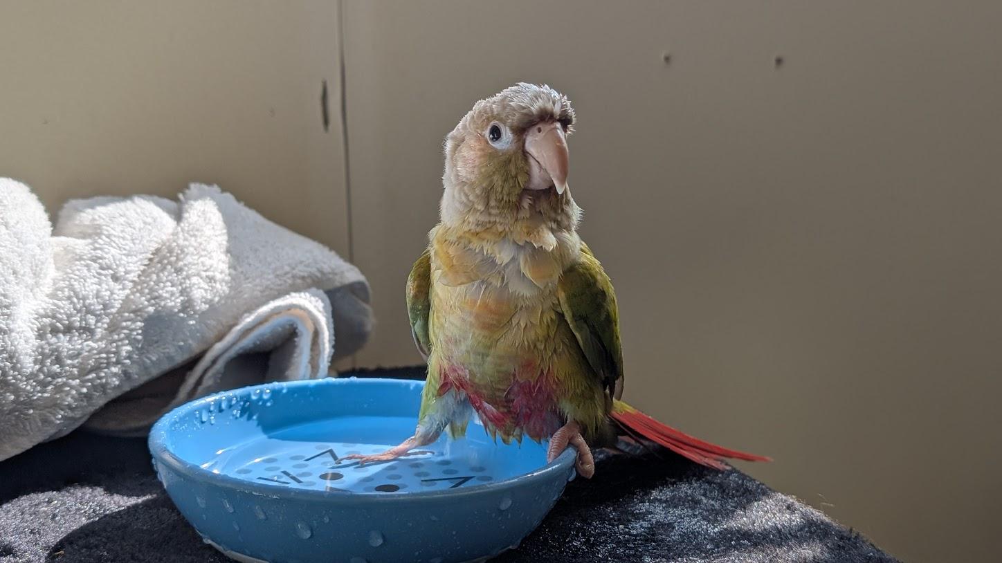 Pickles, Adoptable, Adult Unknown Conure.