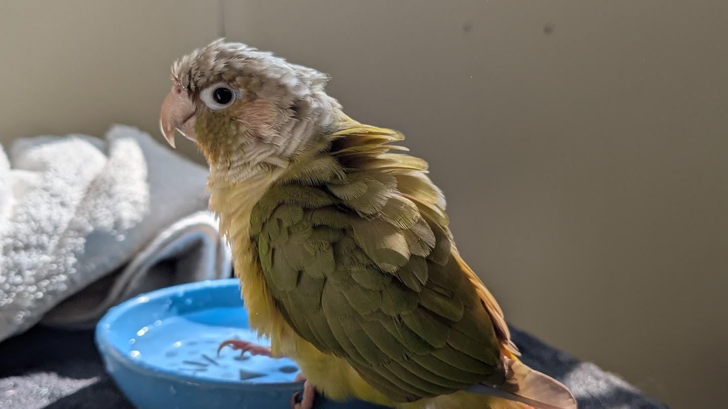 Enlarge Pickles, a Adoptable Conure in Coquitlam, BC image 2/3