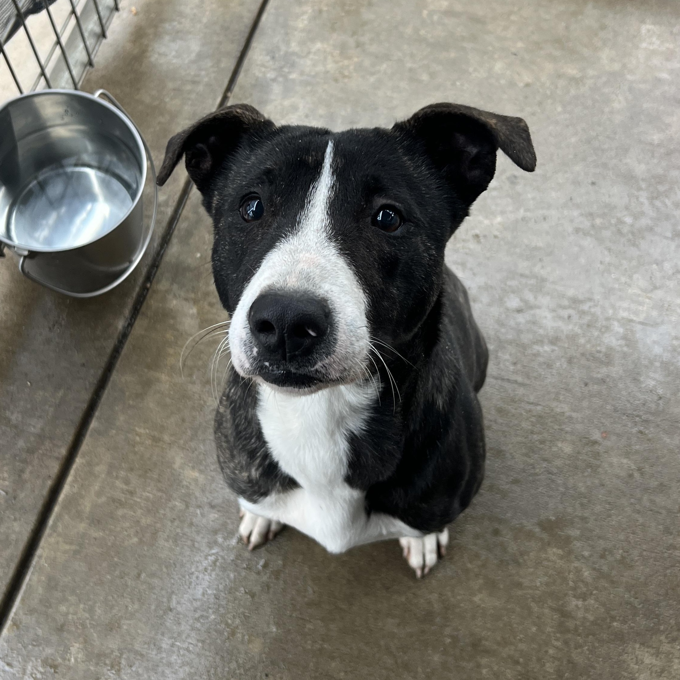Enlarge Lulu, a ADOPTABLE mixed breed in Oakdale, CA image 1/1