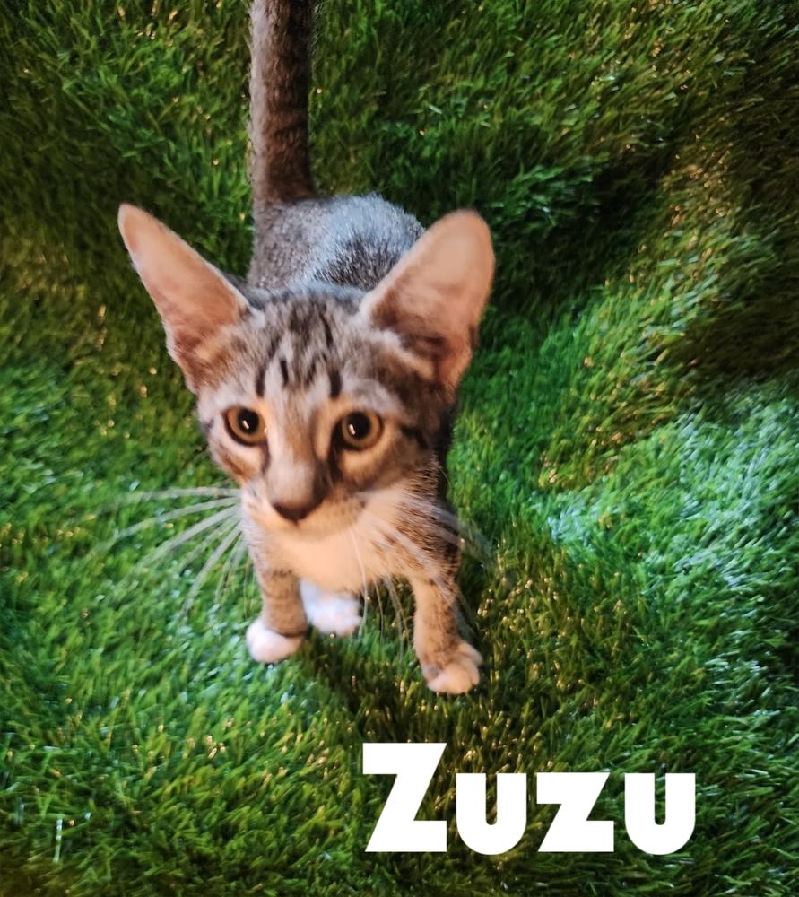 Enlarge Zuzu, a Adoptable mixed breed in Ruskin, FL image 1/2