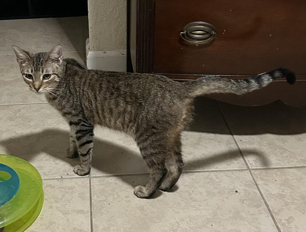 Enlarge Zuzu, a Adoptable mixed breed in Ruskin, FL image 2/2