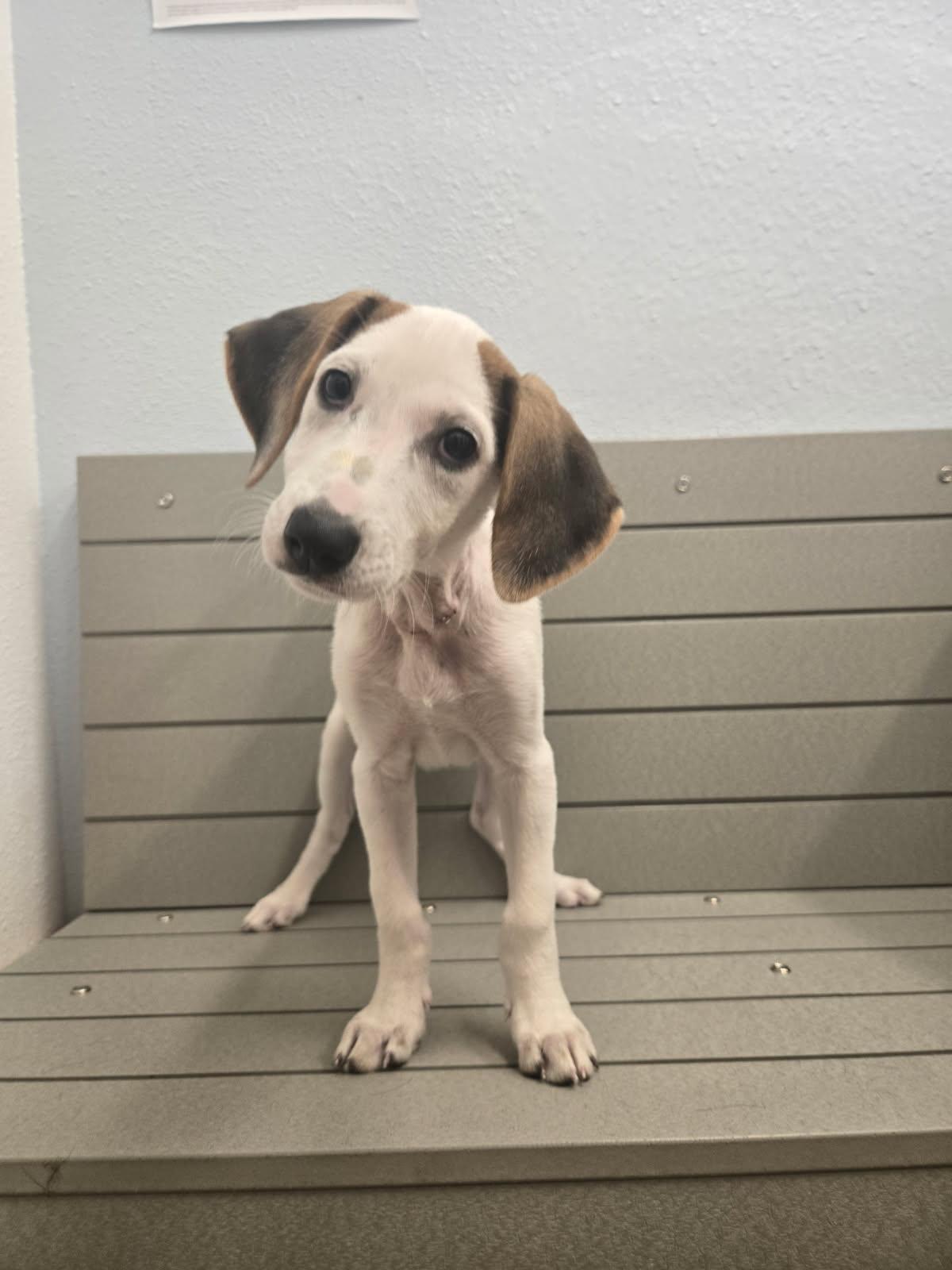 Charlie, Baby Male Foxhound