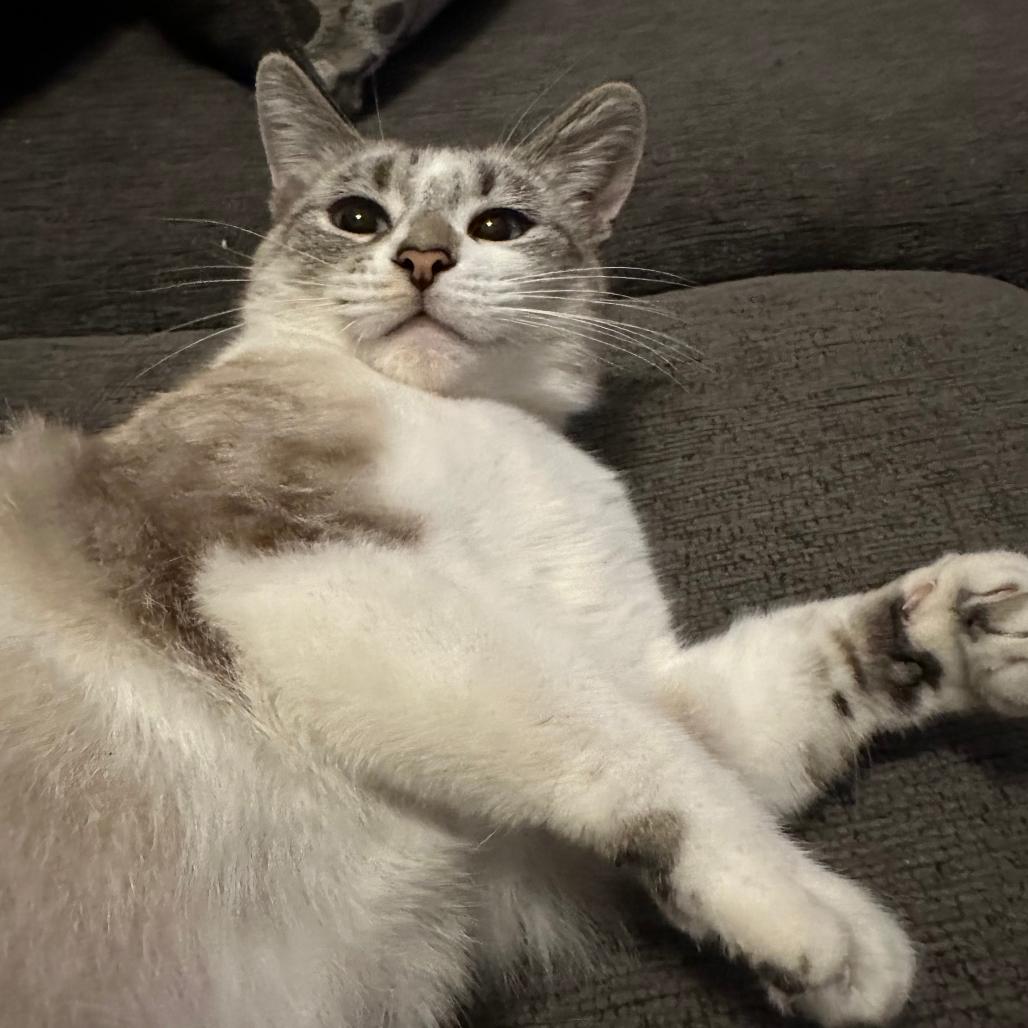 Bella Mae, Adoptable, Young Female Domestic Short Hair & Siamese.