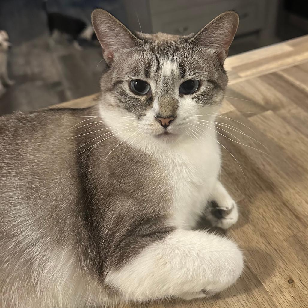 Bella Mae, a Adoptable mixed breed in Tustin, CA image 2/4