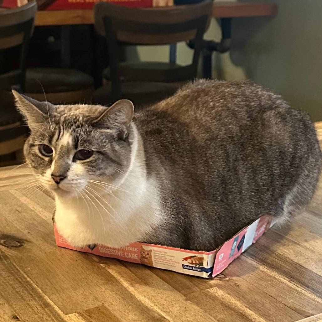 Bella Mae, a Adoptable mixed breed in Tustin, CA image 3/4