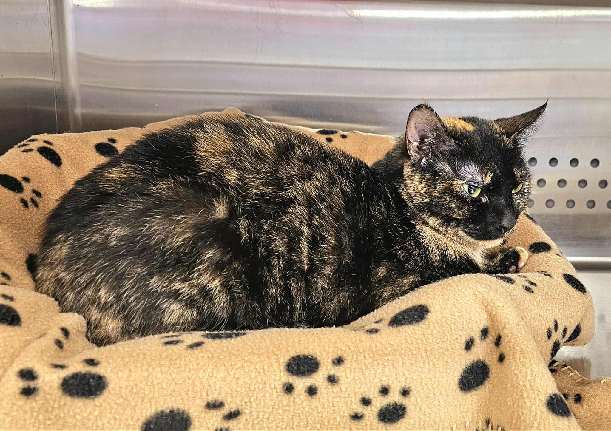 Enlarge Jazz, an adopted Tortoiseshell in Oak Ridge, TN image 1/6