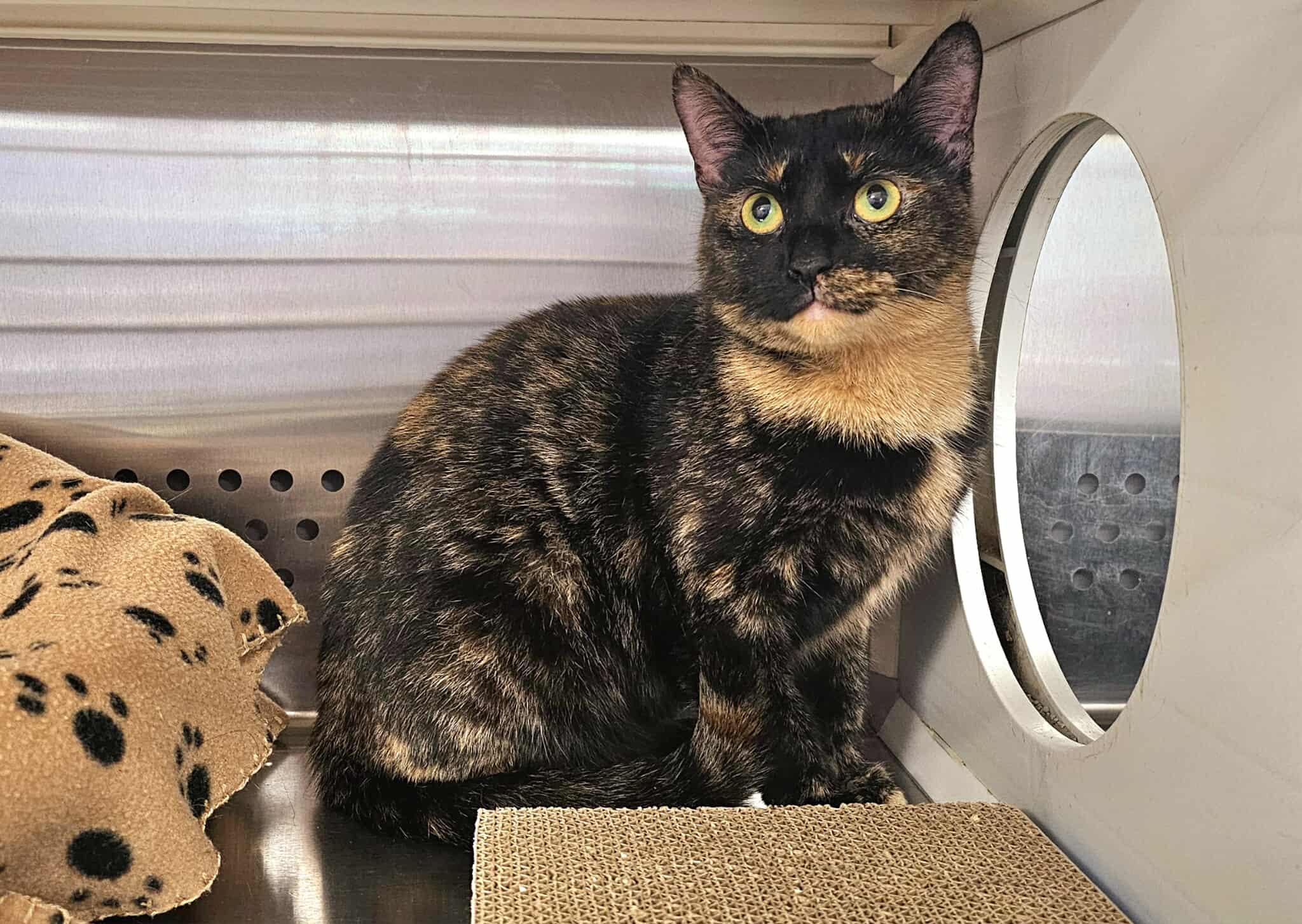 Enlarge Jazz, an adopted Tortoiseshell in Oak Ridge, TN image 2/6