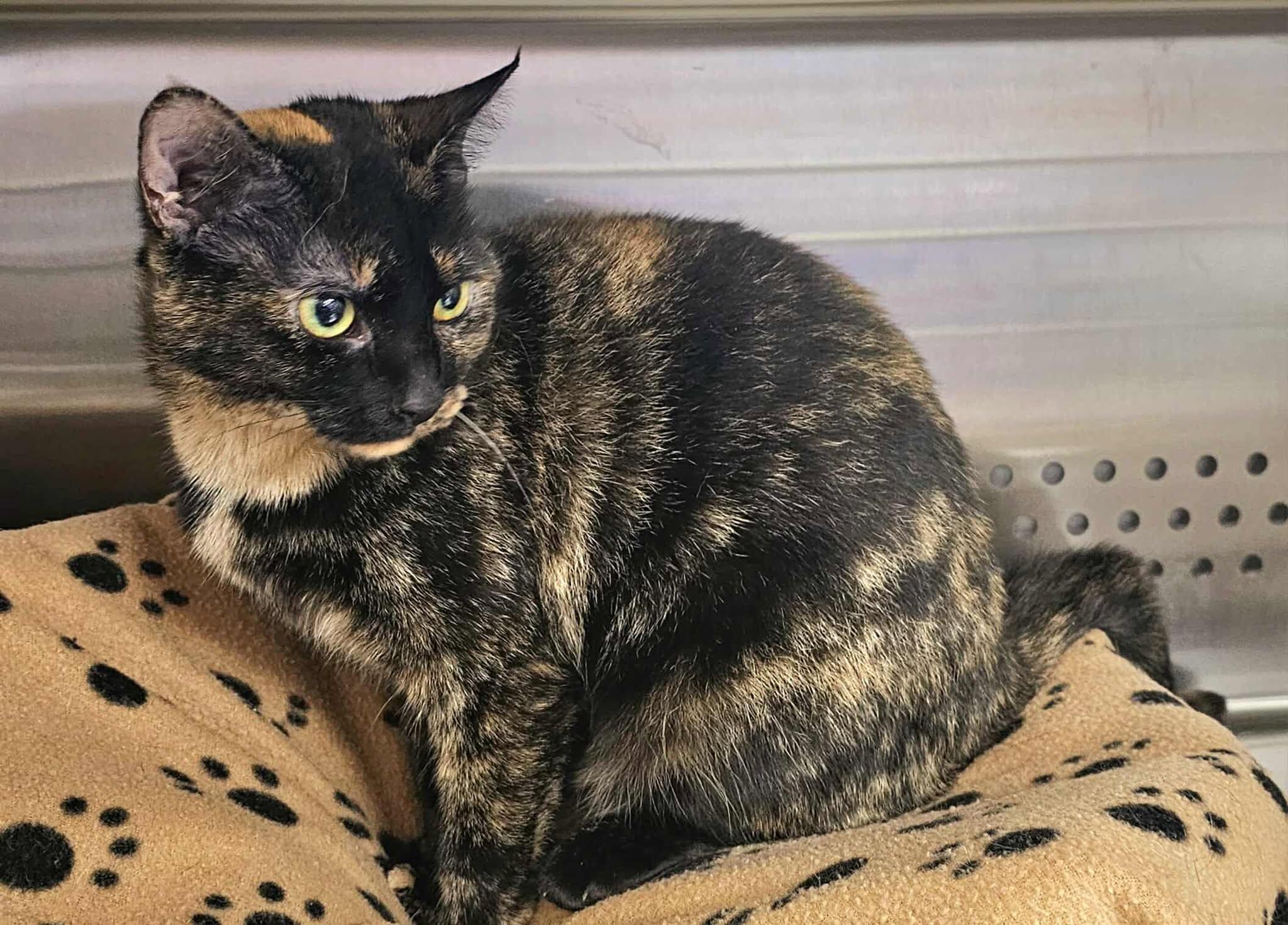 Enlarge Jazz, an adopted Tortoiseshell in Oak Ridge, TN image 3/6