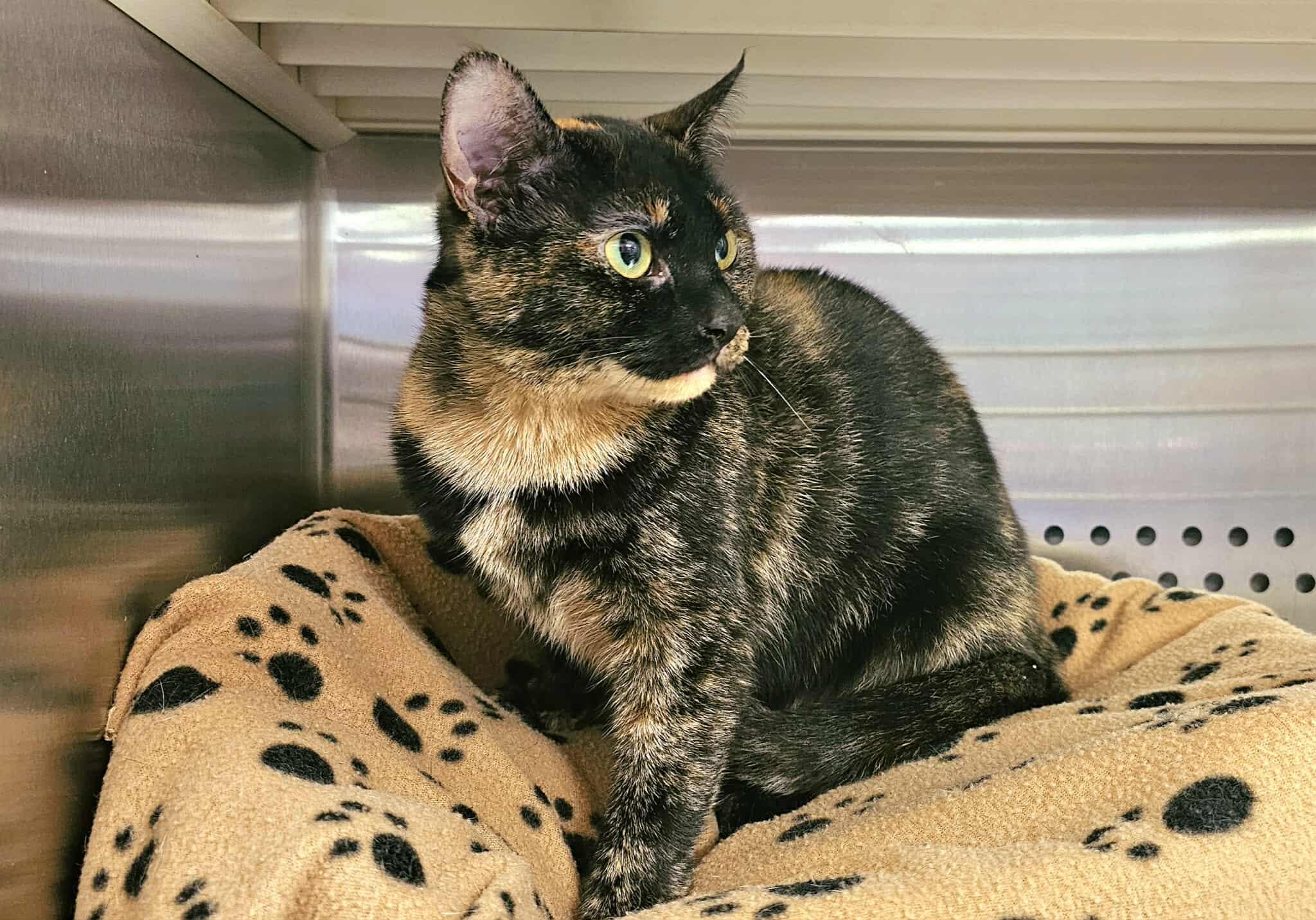 Enlarge Jazz, an adopted Tortoiseshell in Oak Ridge, TN image 4/6