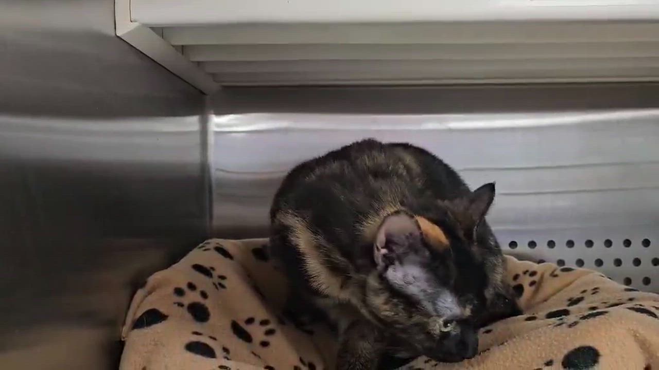 Enlarge Jazz, an adopted Tortoiseshell in Oak Ridge, TN video 6/6