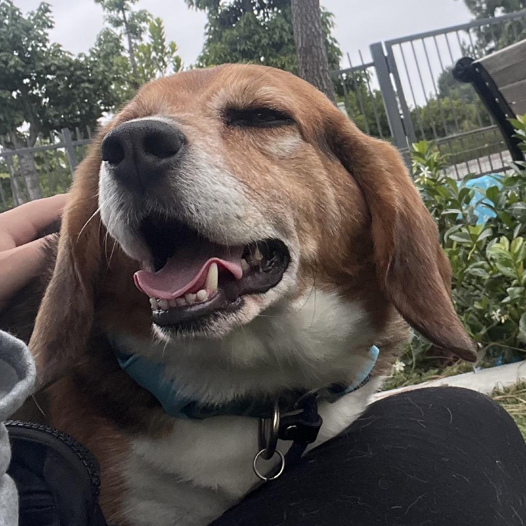 Jackson "Potluck" Pollock - City of Industry Location, Adoptable, Adult Male Beagle.