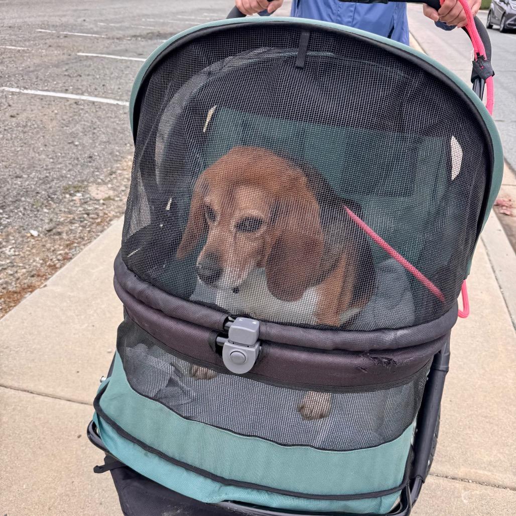Jackson "Potluck" Pollock - City of Industry Location, a Adoptable Beagle in Chino Hills, CA image 2/5