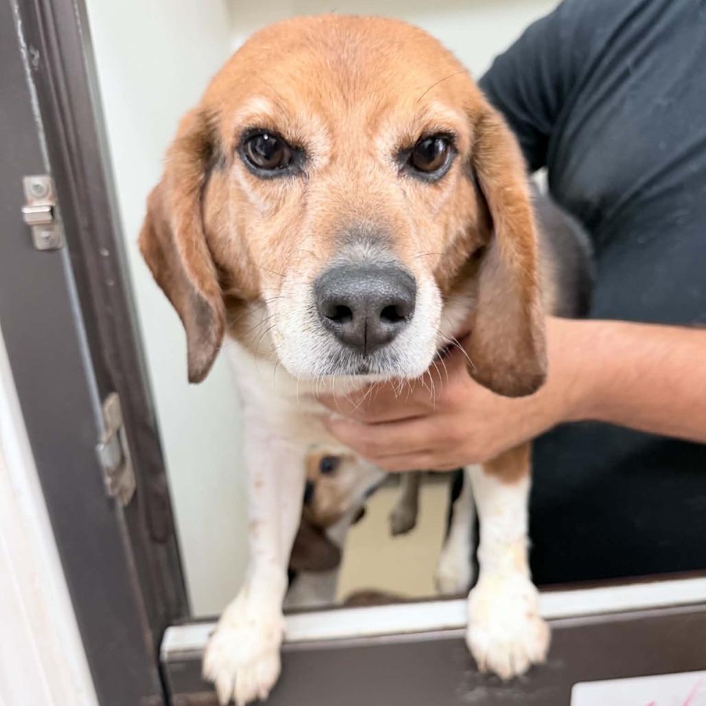 Jackson "Potluck" Pollock - City of Industry Location, a Adoptable Beagle in Chino Hills, CA image 3/5