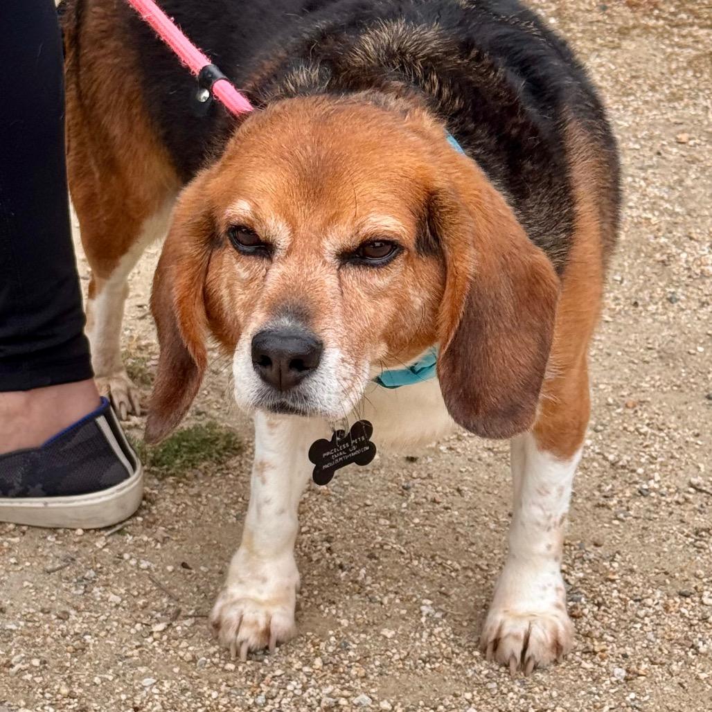 Jackson "Potluck" Pollock - City of Industry Location, a Adoptable Beagle in Chino Hills, CA image 4/5