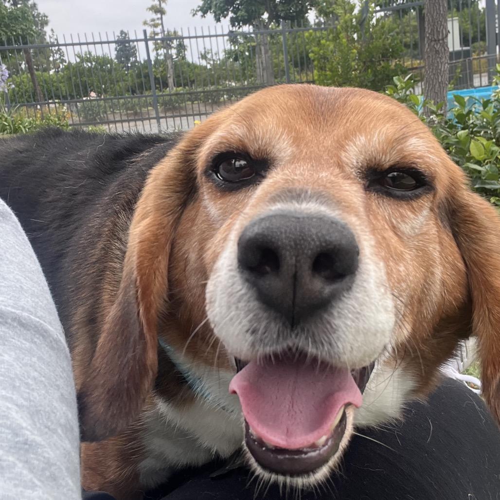 Jackson "Potluck" Pollock - City of Industry Location, a Adoptable Beagle in Chino Hills, CA image 5/5