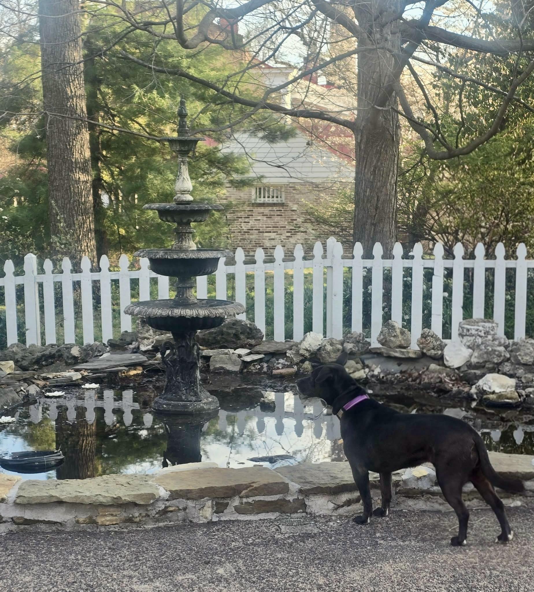 Lady Bird, Adoptable, Senior Female Labrador Retriever & Staffordshire Bull Terrier.