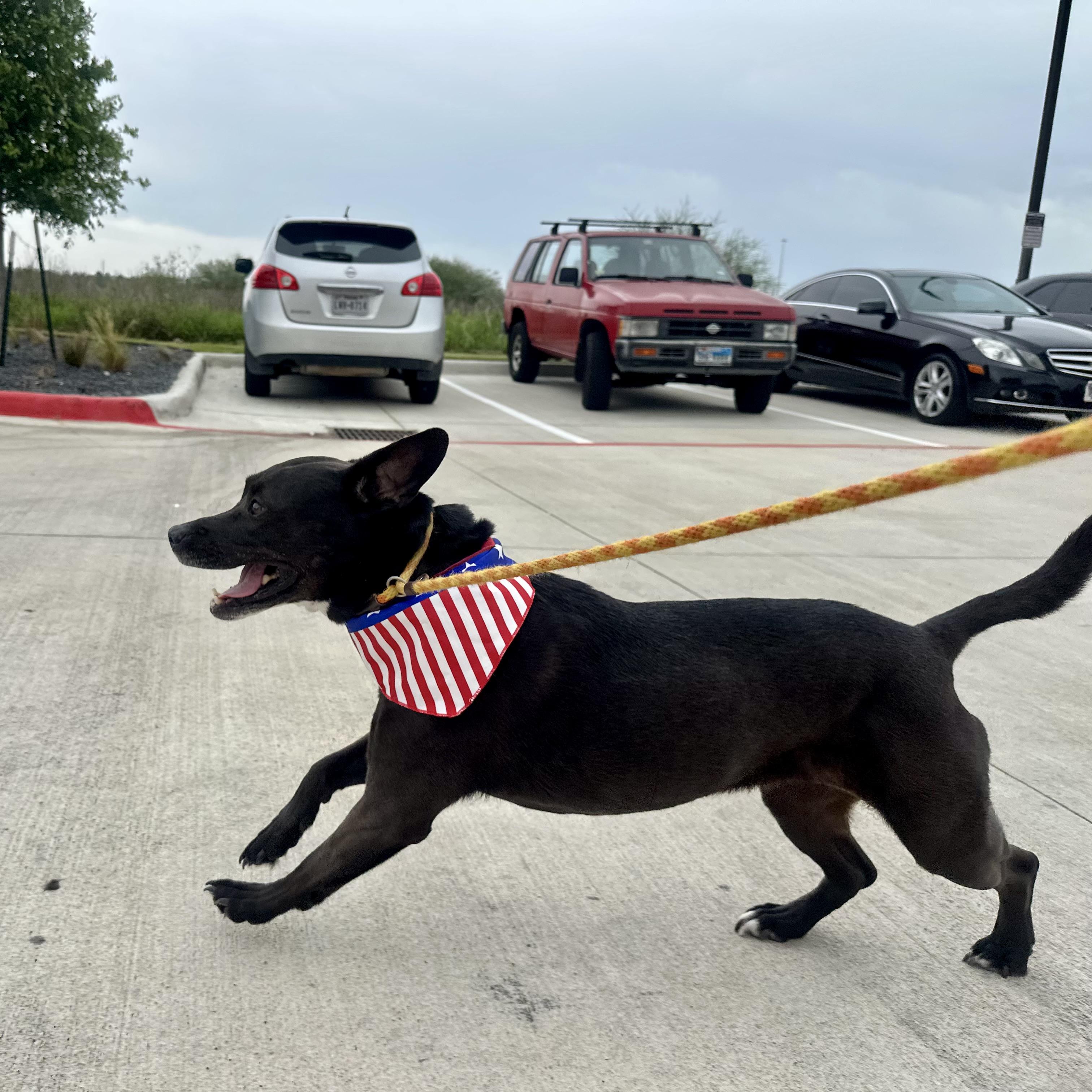 Enlarge Lady Bird, a Adoptable mixed breed in Houston, TX image 1/6