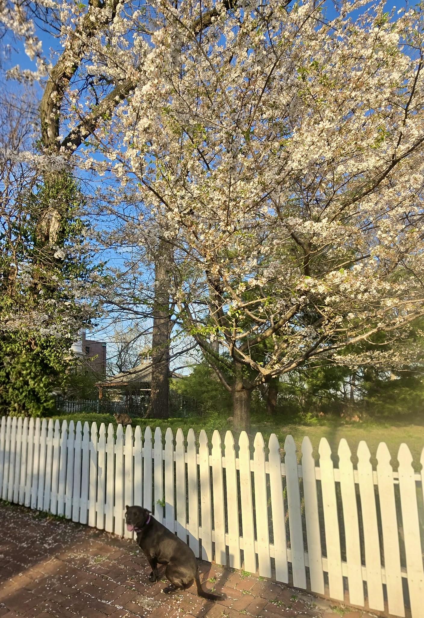 Enlarge Lady Bird, a Adoptable mixed breed in Houston, TX image 2/6