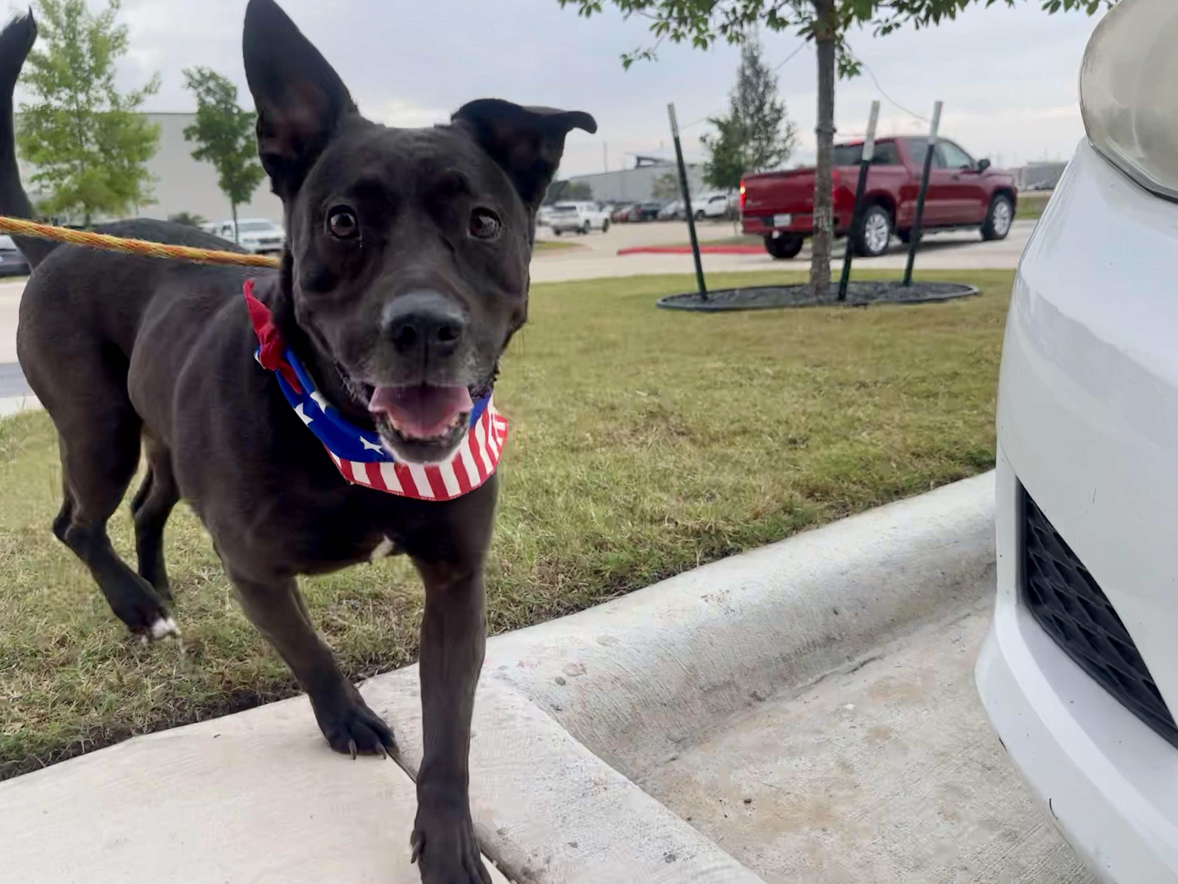Enlarge Lady Bird, a Adoptable mixed breed in Houston, TX image 2/6