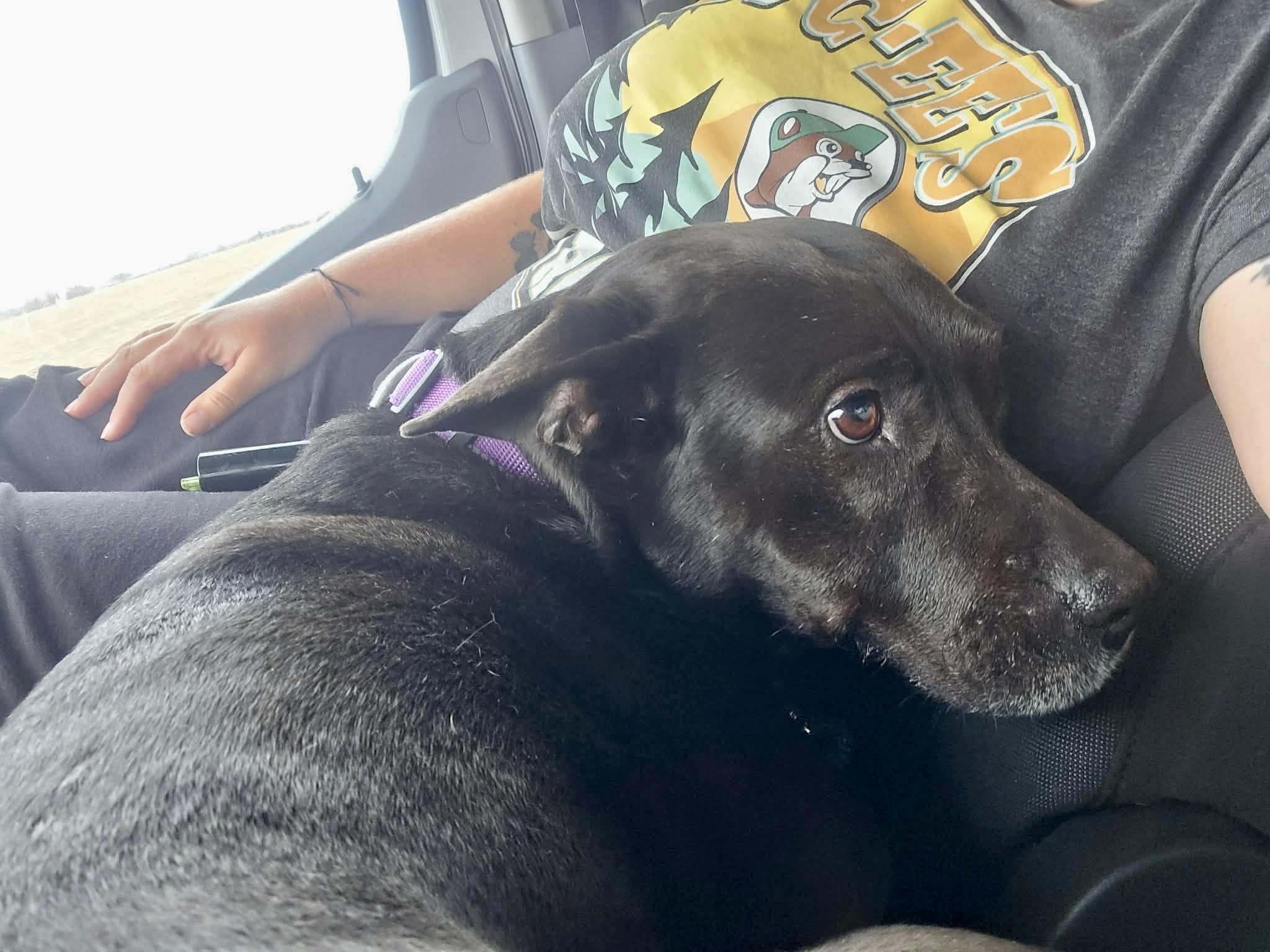 Enlarge Lady Bird, a Adoptable mixed breed in Houston, TX image 3/6