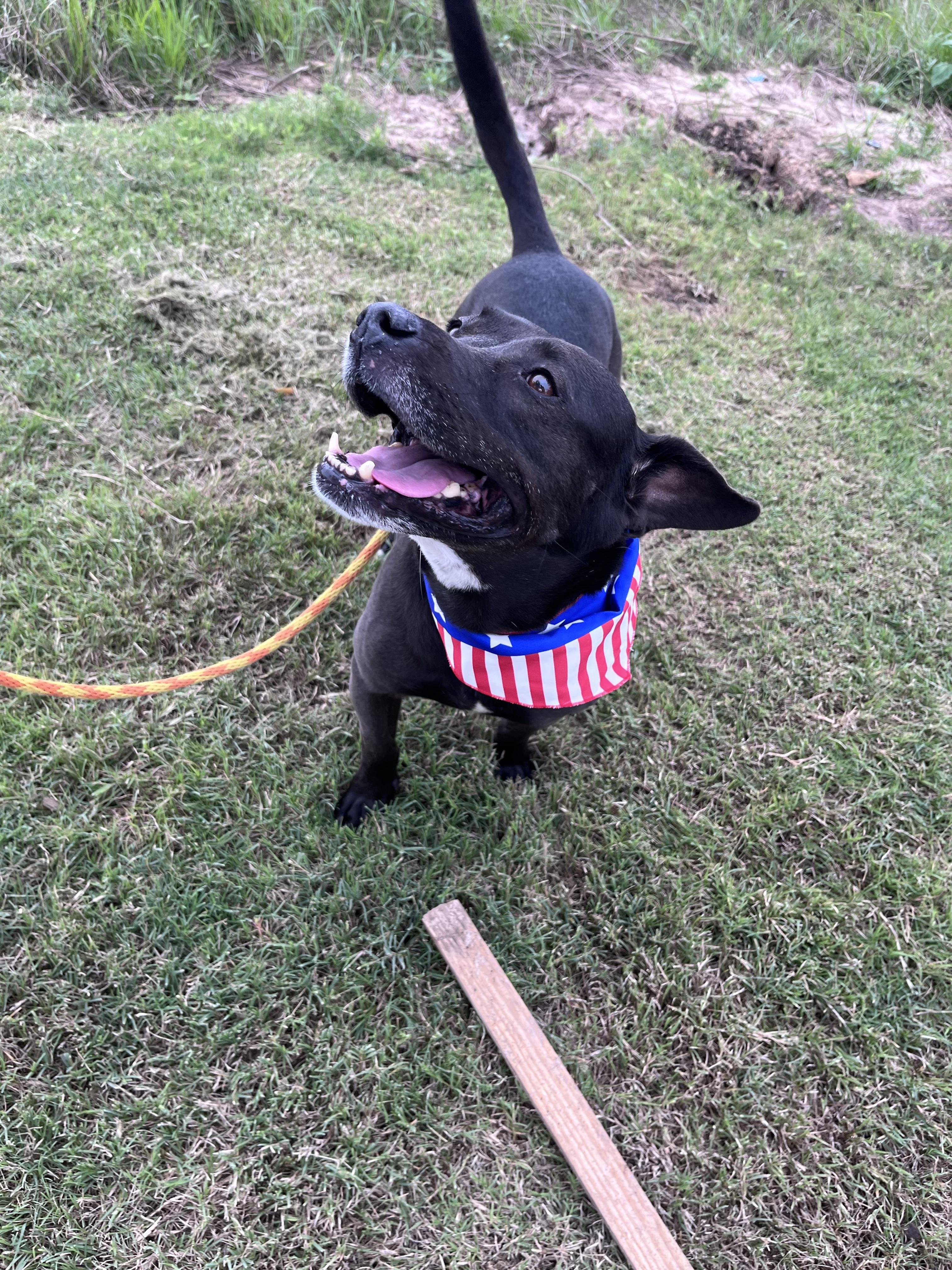 Enlarge Lady Bird, a Adoptable mixed breed in Houston, TX image 3/6