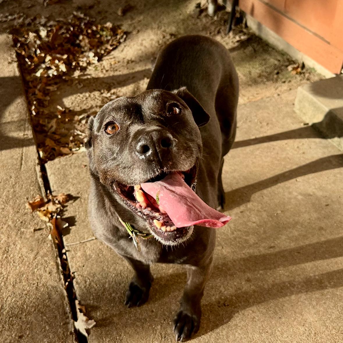 Enlarge Lady Bird, a Adoptable mixed breed in Houston, TX image 3/6
