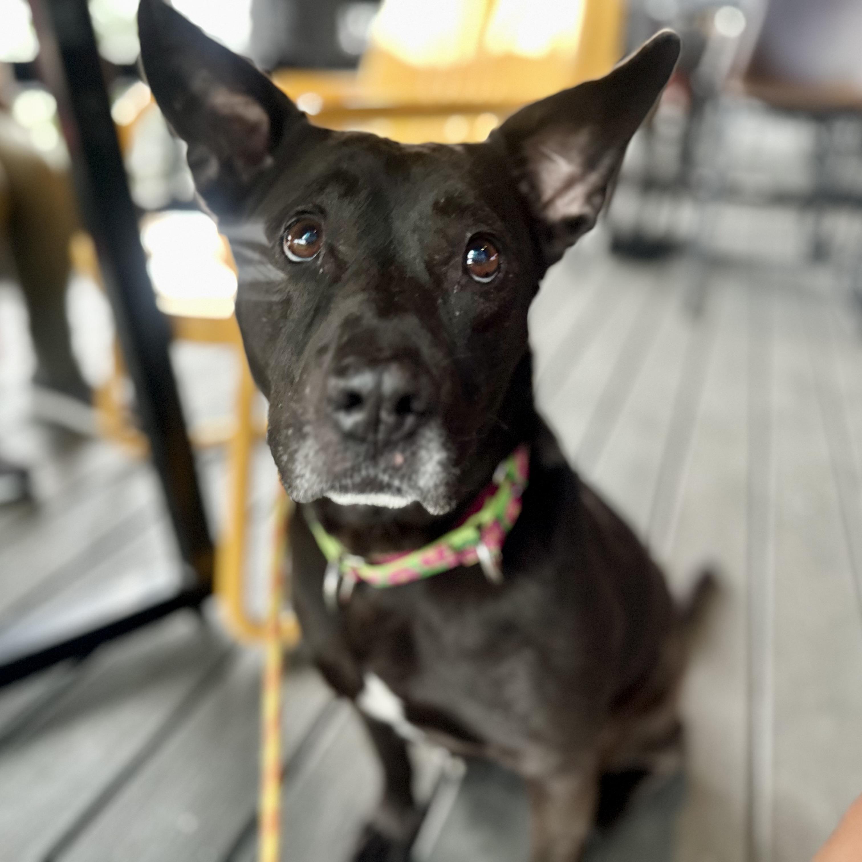 Enlarge Lady Bird, a Adoptable mixed breed in Houston, TX image 4/6