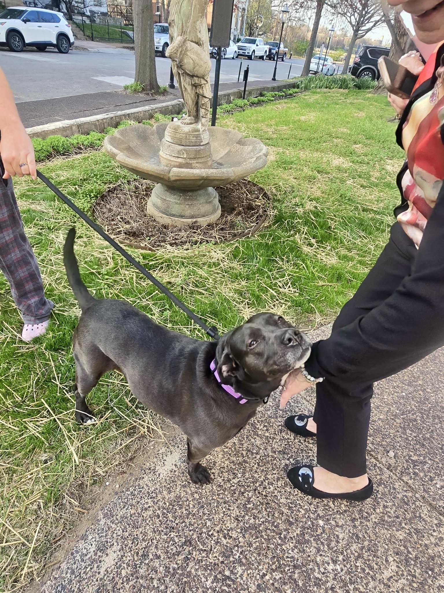 Enlarge Lady Bird, a Adoptable mixed breed in Houston, TX image 4/6