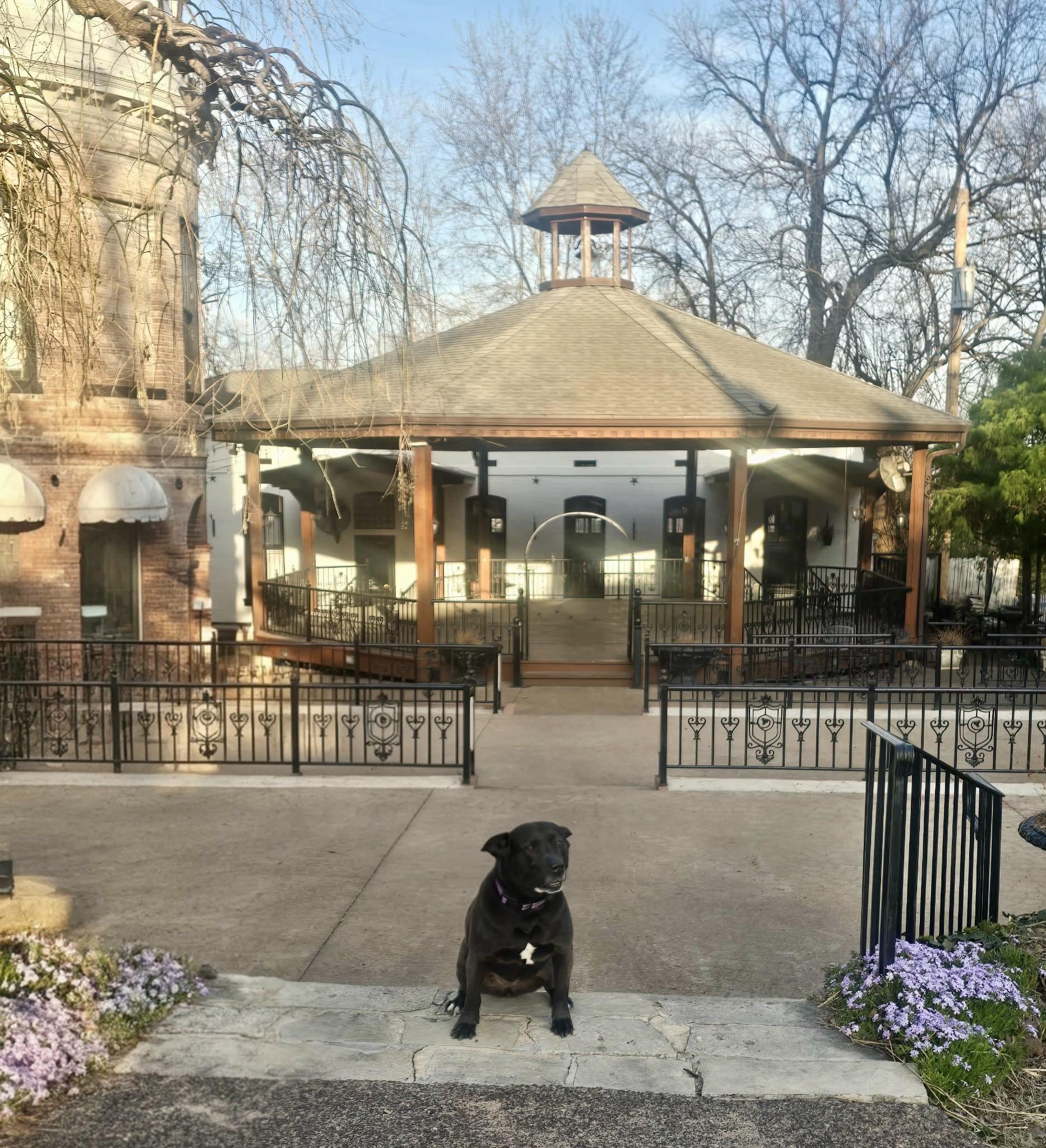 Enlarge Lady Bird, a Adoptable mixed breed in Houston, TX image 5/6