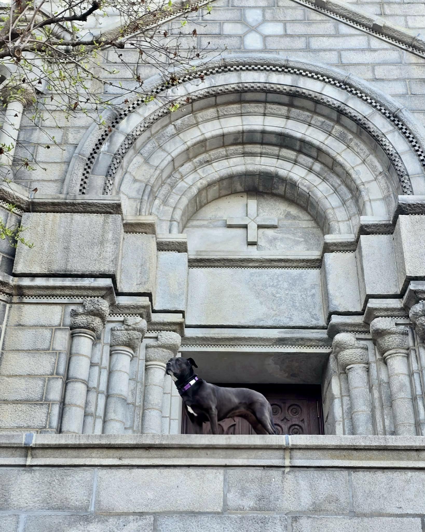 Enlarge Lady Bird, a Adoptable mixed breed in Houston, TX image 6/6