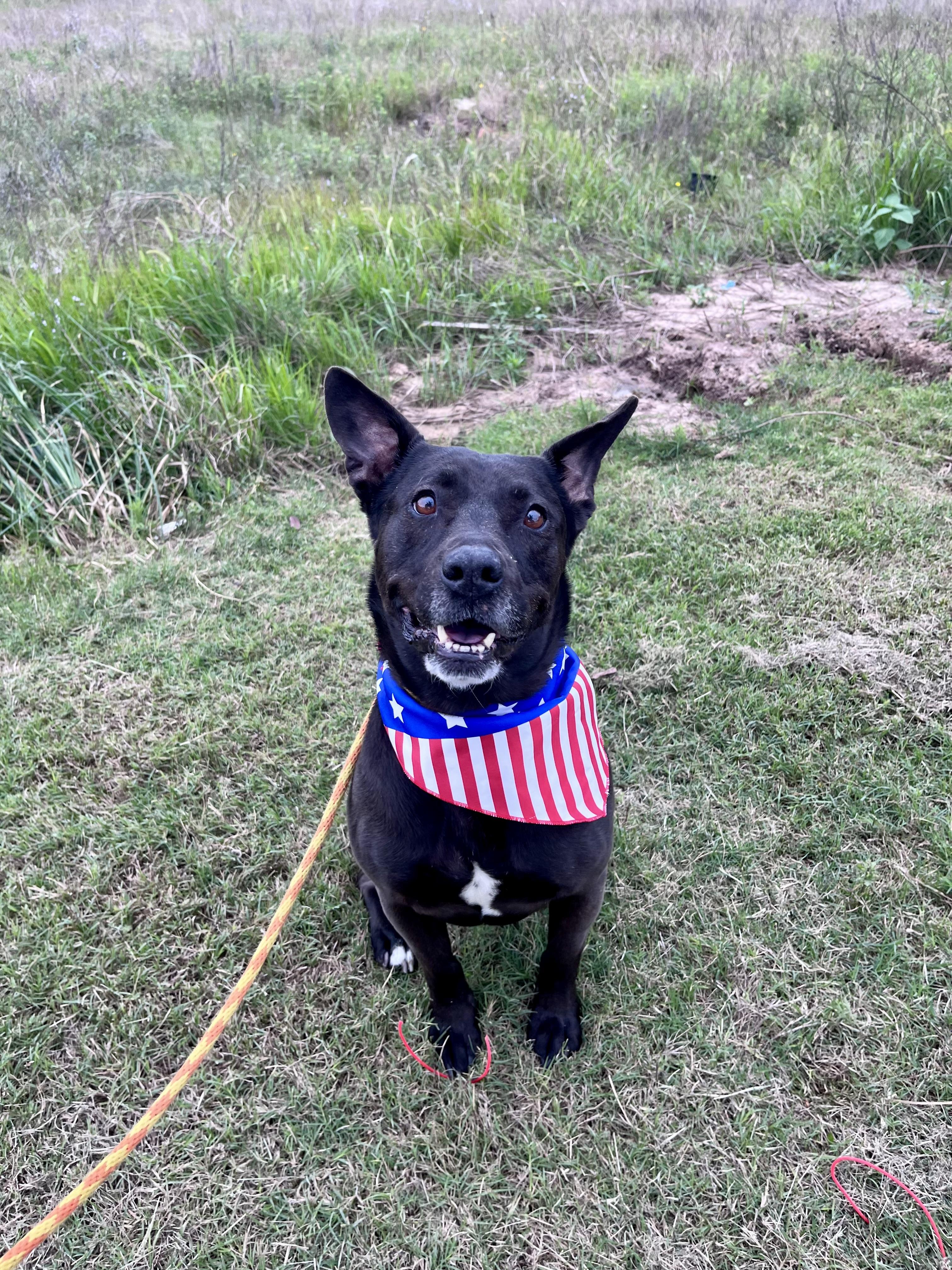 Enlarge Lady Bird, a Adoptable mixed breed in Houston, TX image 5/6