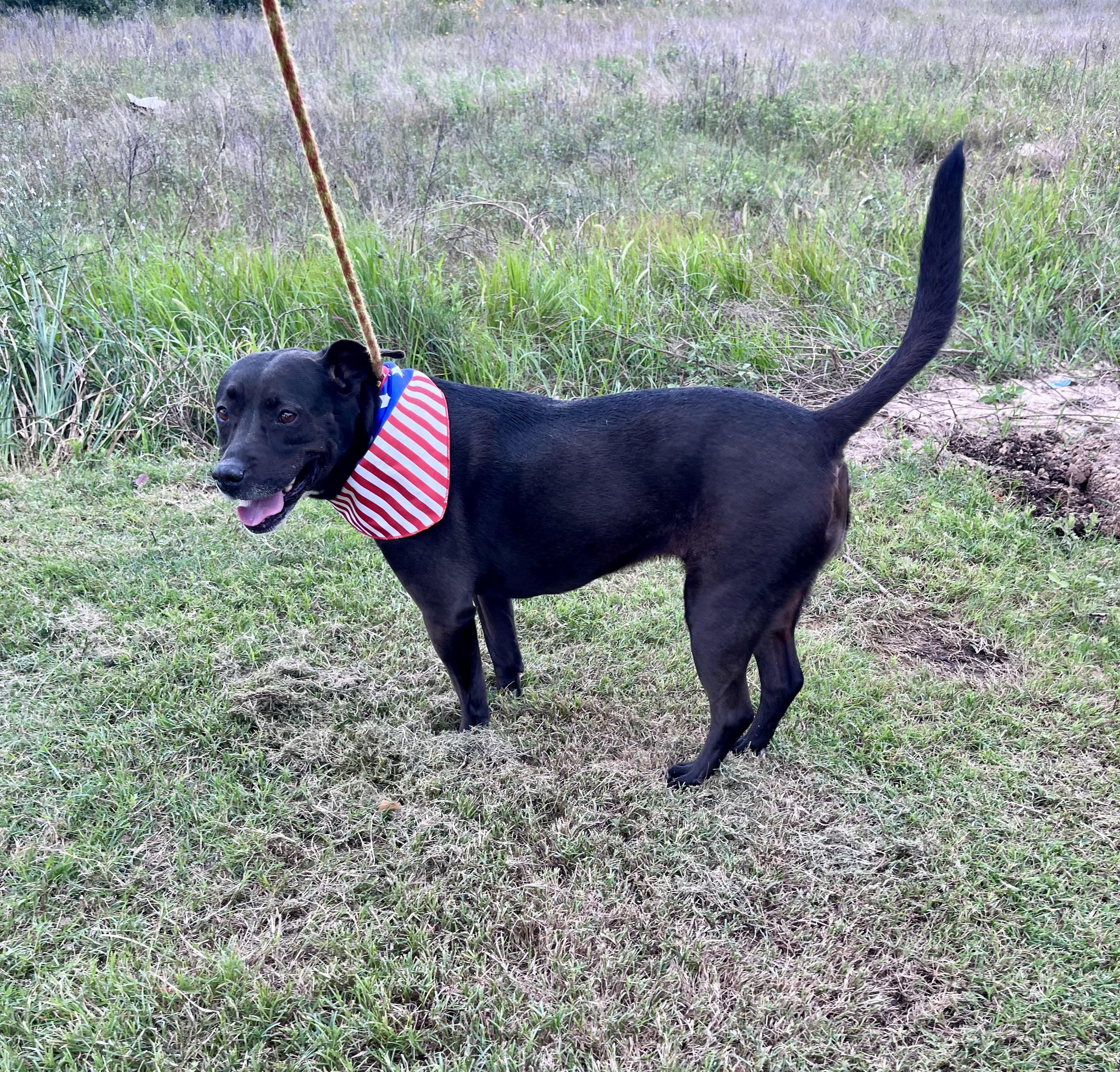 Enlarge Lady Bird, a Adoptable mixed breed in Houston, TX image 6/6