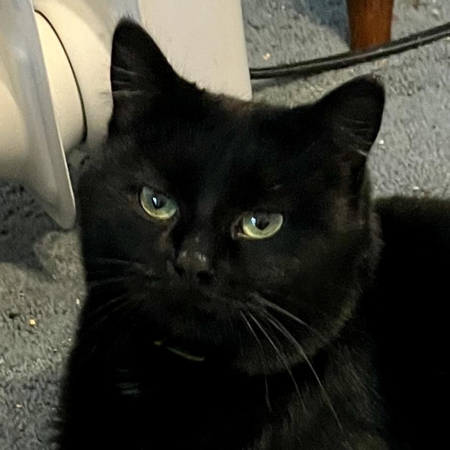 Enlarge Adrian, a ADOPTABLE Domestic Short Hair in Houghton Lake, MI image 1/6