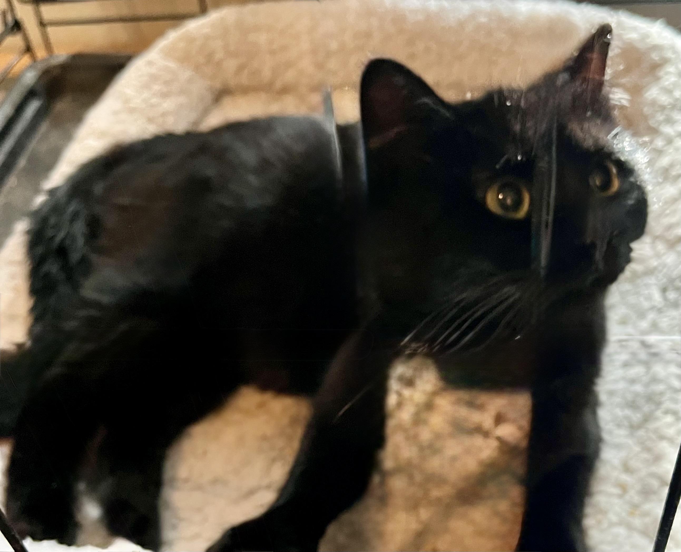 Enlarge Adrian, a ADOPTABLE Domestic Short Hair in Houghton Lake, MI image 2/6