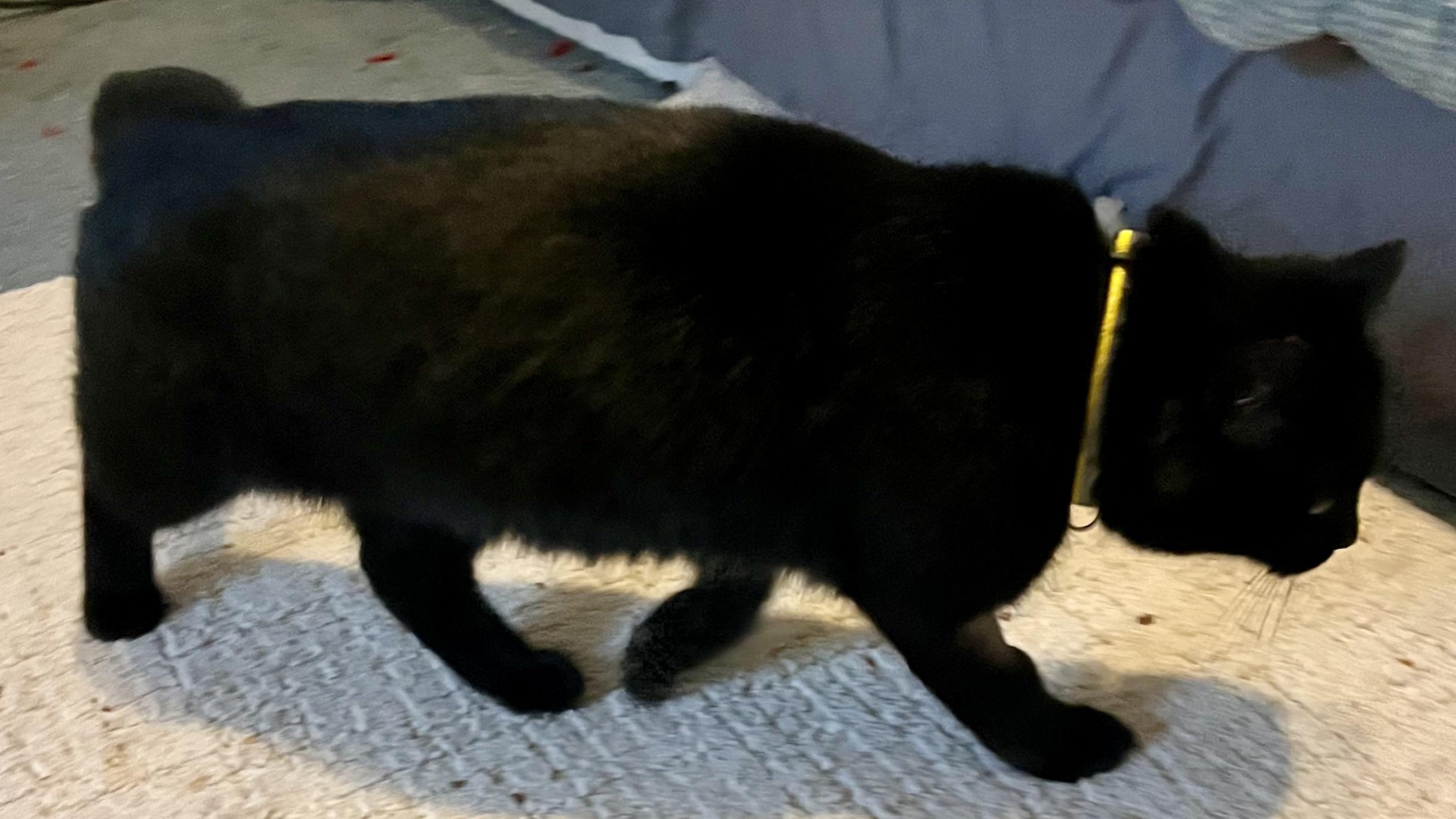 Enlarge Adrian, a ADOPTABLE Domestic Short Hair in Houghton Lake, MI image 6/6