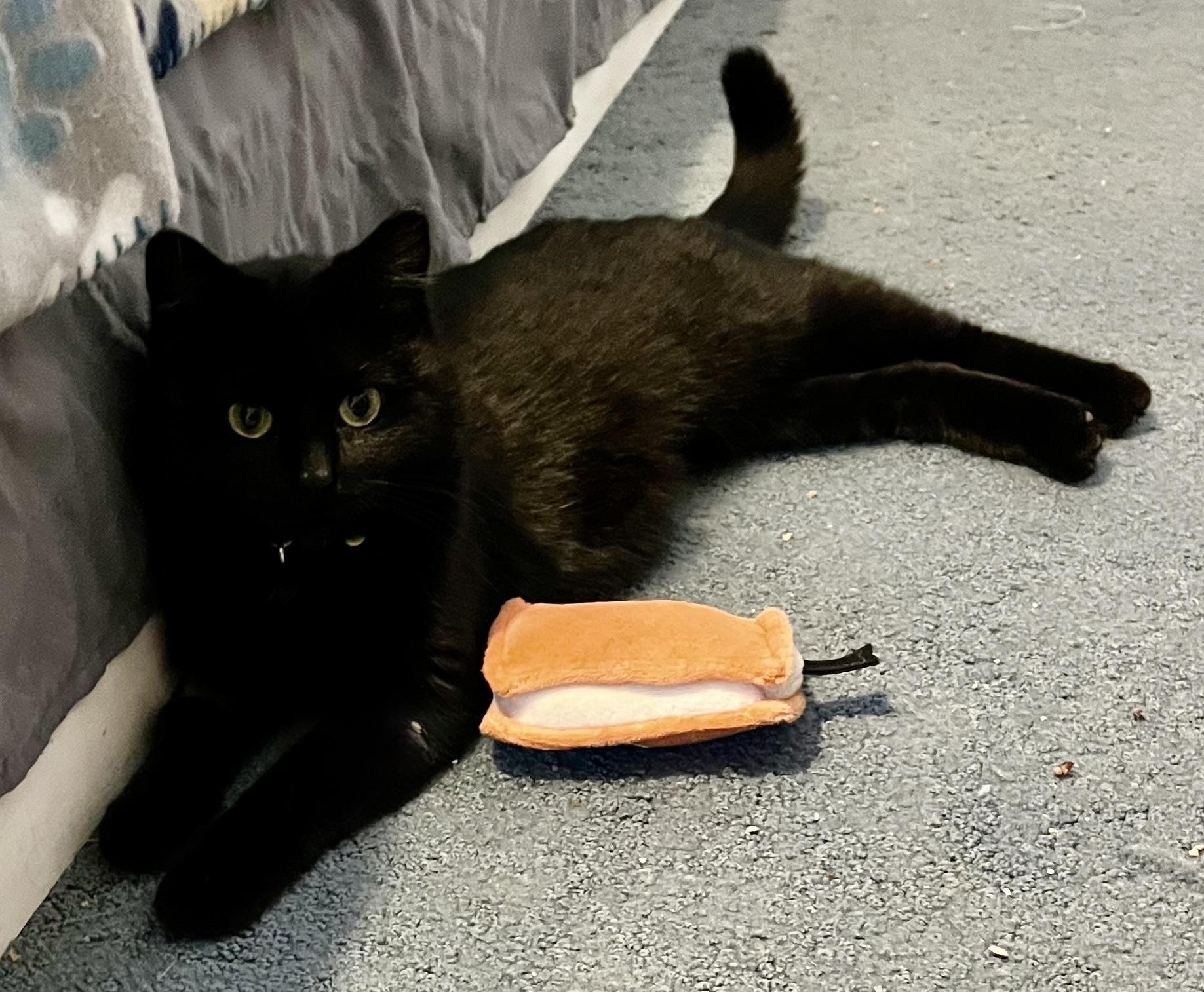 Enlarge Adrian, a ADOPTABLE Domestic Short Hair in Houghton Lake, MI image 5/6