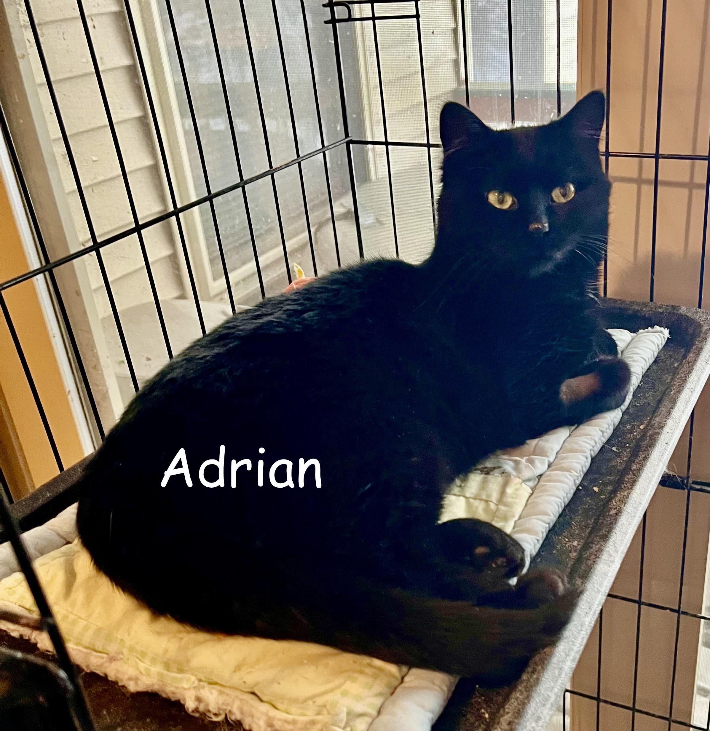 Enlarge Adrian, a ADOPTABLE Domestic Short Hair in Houghton Lake, MI image 3/6