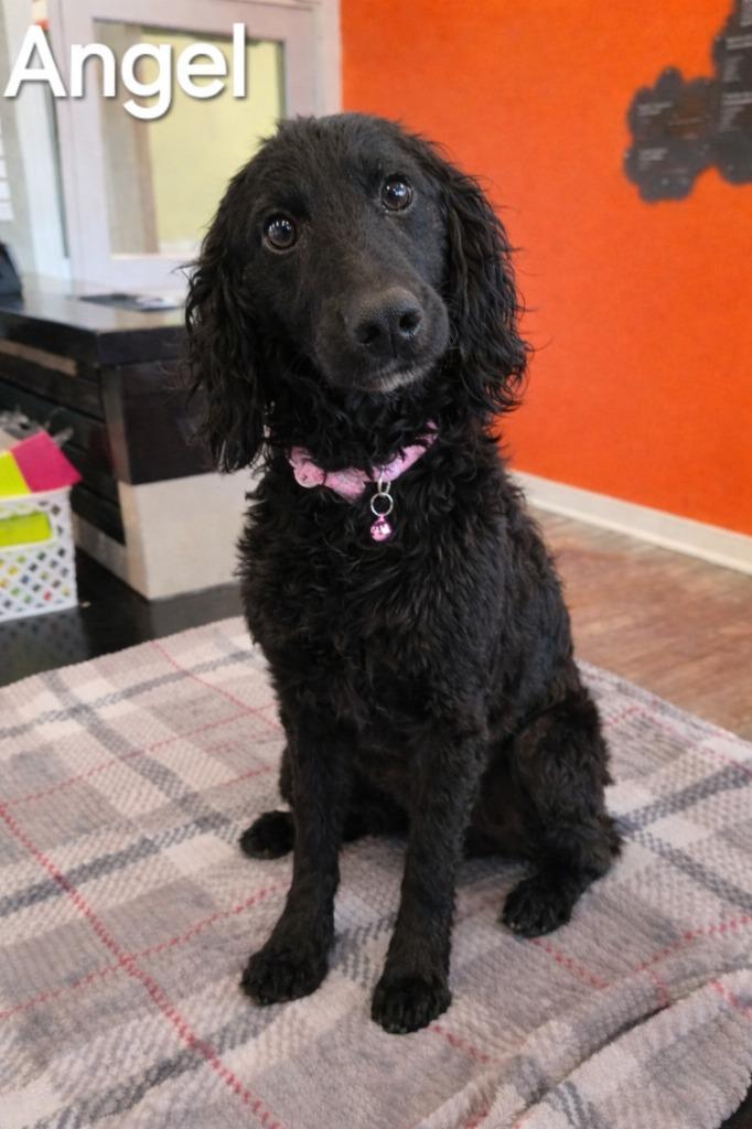 Angel Yrly 141, Adopted, Young Female Poodle.