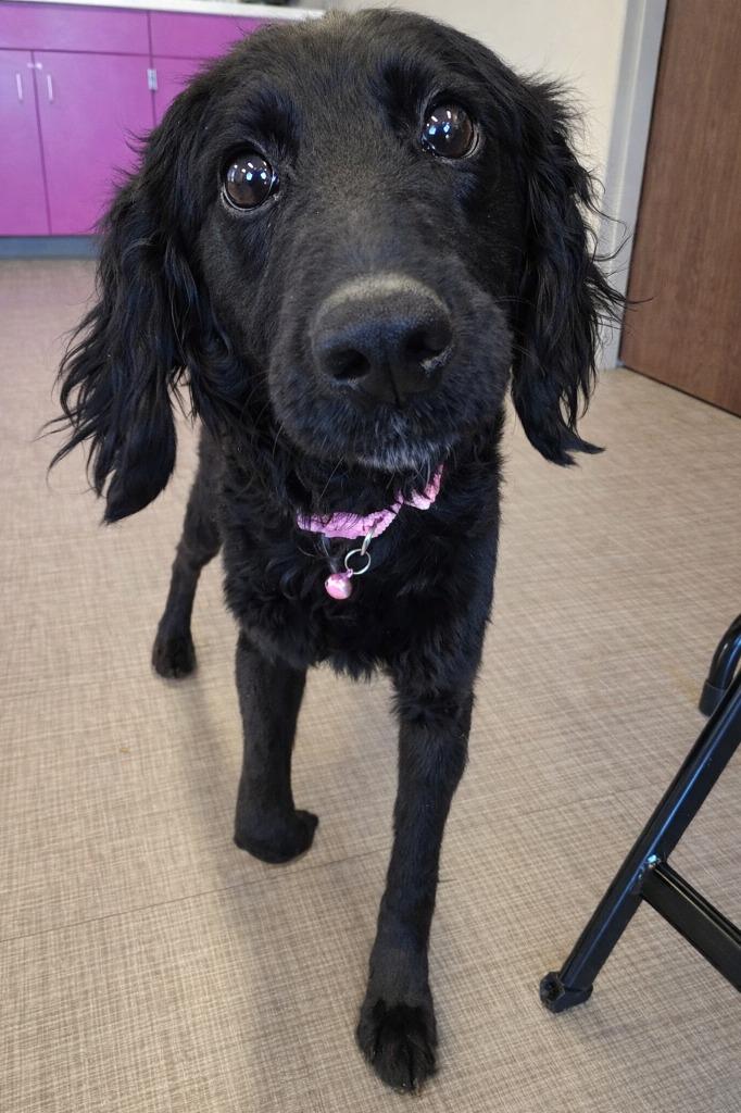 Enlarge Angel Yrly 141, a Adopted mixed breed in Sidney, OH image 2/2