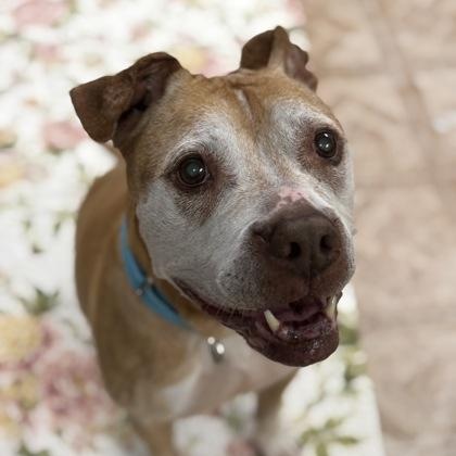 Enlarge Cali, a ADOPTABLE mixed breed in Worcester, MA image 1/1