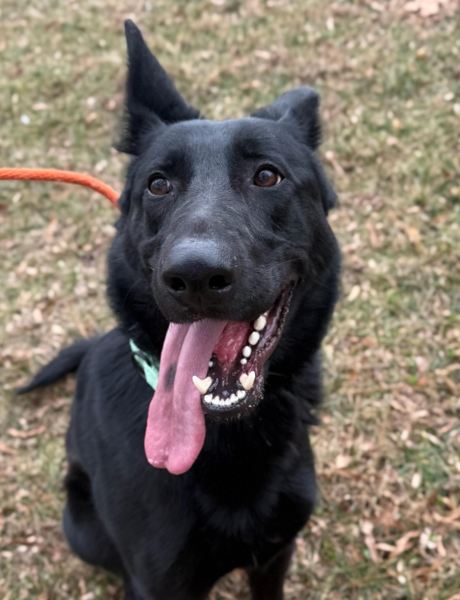 Enlarge Luke (ID 49710/4330), a ADOPTABLE Shepherd in Manassas, VA image 2/2