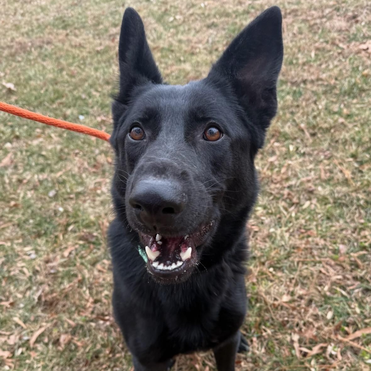 Enlarge Luke (ID 49710/4330), a ADOPTABLE Shepherd in Manassas, VA image 1/2