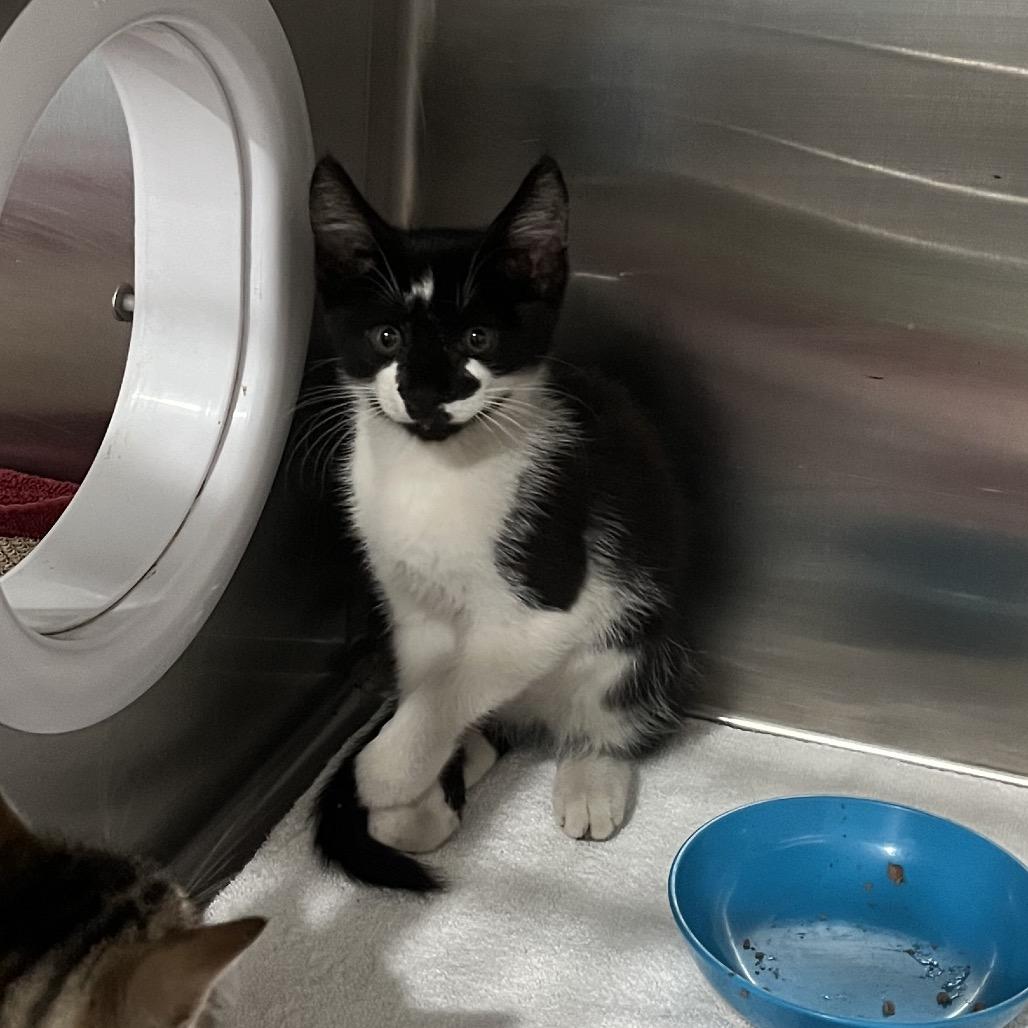 Oreo, Adoptable, Kitten Female Domestic Medium Hair.