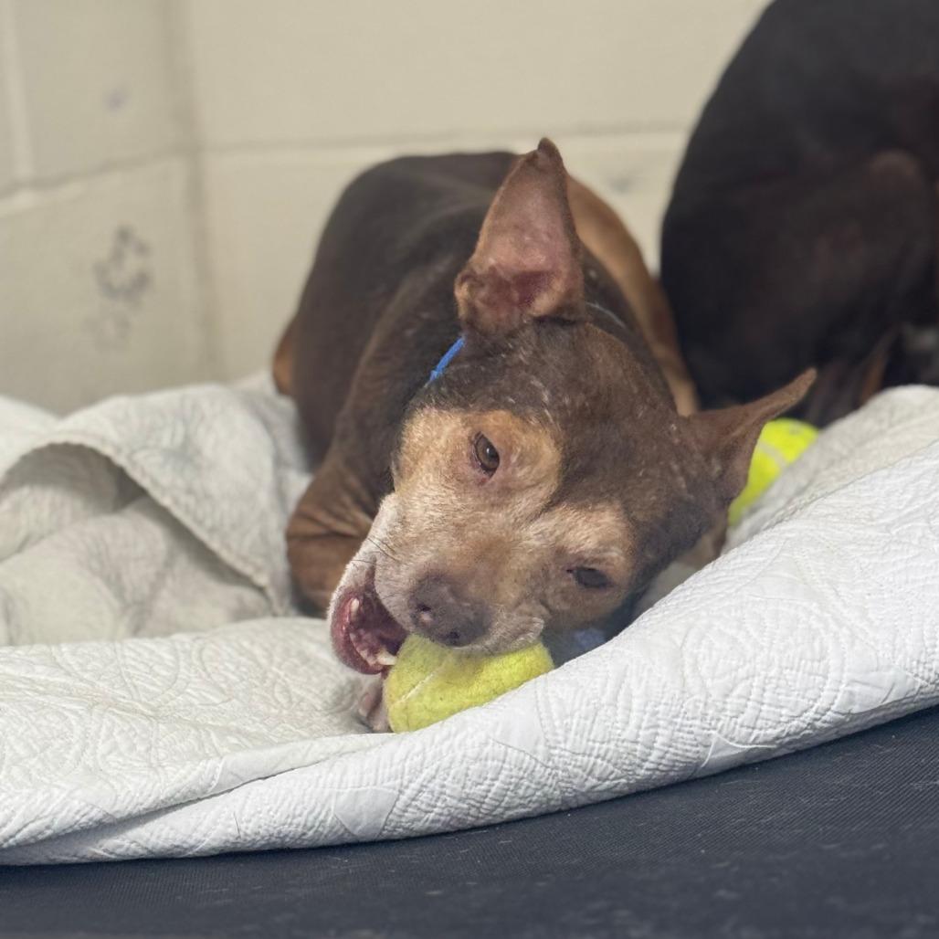 Robertson, ADOPTABLE, Adult Male Chihuahua.